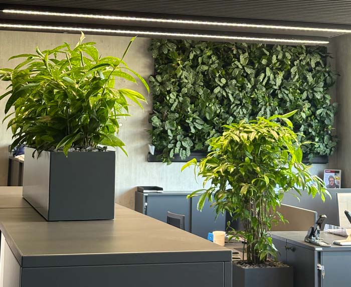 Raumklima - Grün und belebt wirkt das neue Büro mit Drachenbaum und grüner Wand