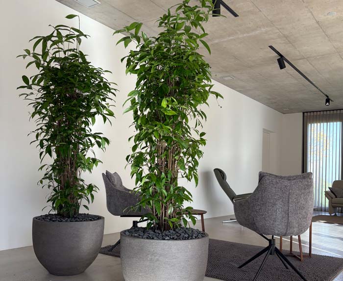 Pflegeleicht - Dracaena surculosa immer eine gute Wahl