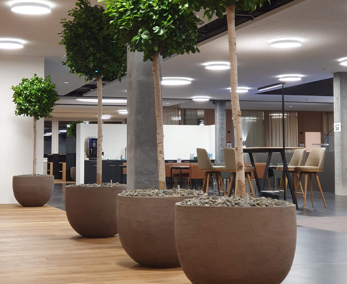 Regloplas AG - Wunderschön wirken diese FIcus moclame in propertion mit den Atelier Vierkant Töpfen.