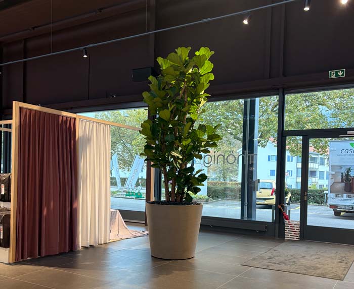 Bettenhaus Thönig - Ficus lyrata Geigenfeige  in Ecopot Recycling Gefäss
