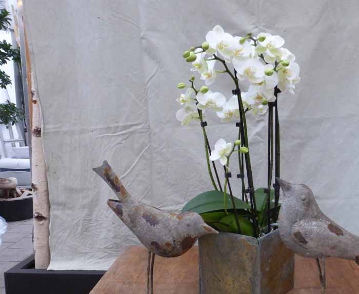Zu Besuch - Mit einer schönen Orchidee kommen Sie immer gut an