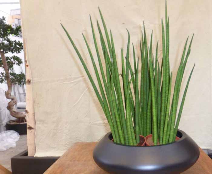 Mikado - Die Sansevieria Mikado brauchen fast kein Wasser und sehr wenig Licht