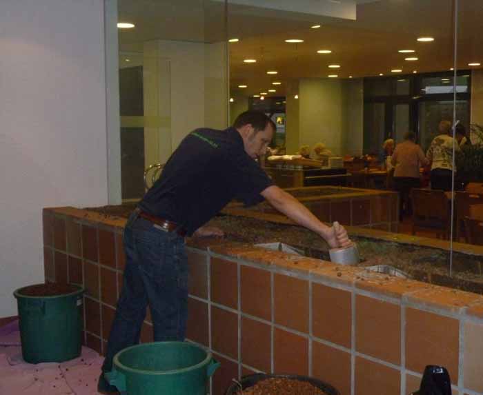Saubere Hydrokultur - Um kein abgestorbenes Wurzelmaterial im Gefäss zu haben wird altes Leca erneuert