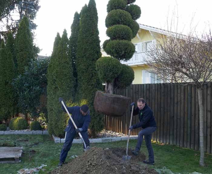 Cupressoparis PonPon - die ausgehobene Grube wartet schon auf ihn
