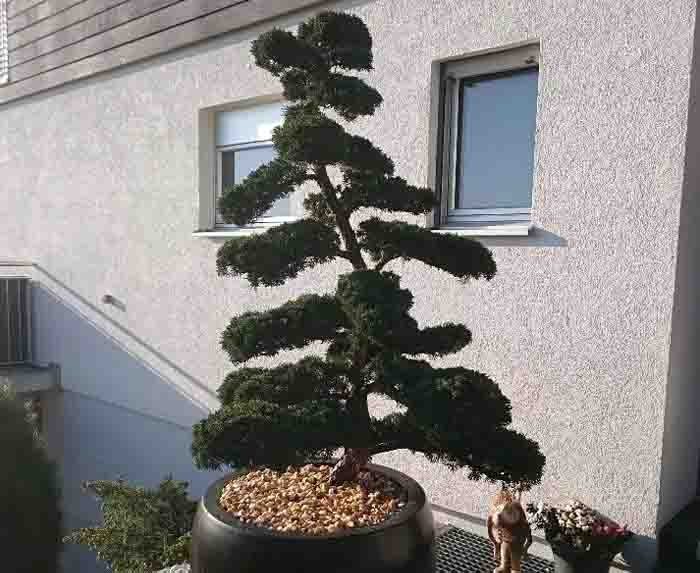 Juniperus chinensis Bonsai - begrüsst jeden vor dem Eingang