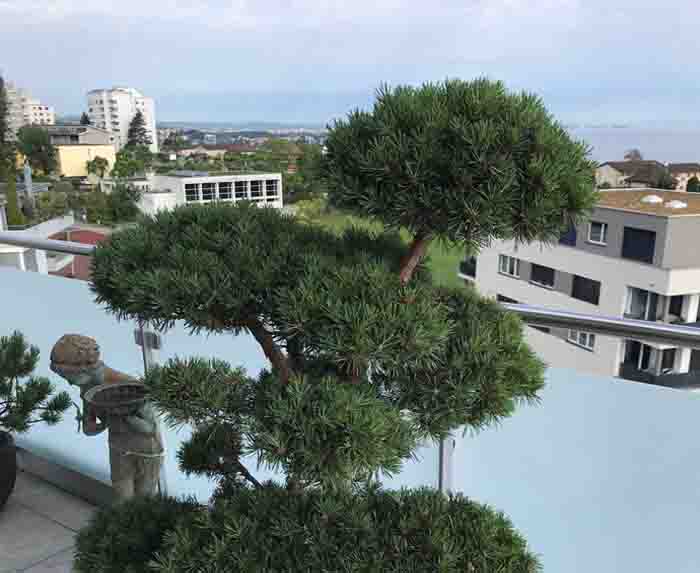 Pinus mugo Bonsai - ein einzigartiges Stück in einem Atelier Vierkant Gefäss