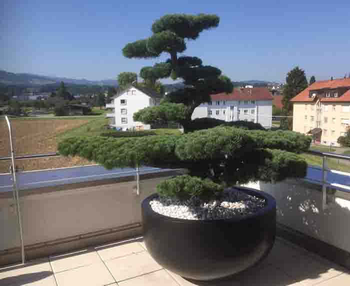 Pinus parviflora Bonsai - ein Unikat das jeden Tag gesehen und genossen werden möchte