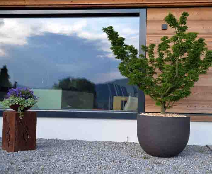 Acer shishigashira - Der Löwenkopfahorn im Ateliervierkant U70 Gefäss