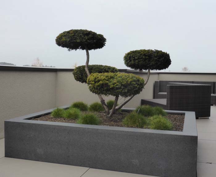 Taxus Bonsai - Tellerförmig geschnitten, Taxus (Eibe) Bonsai