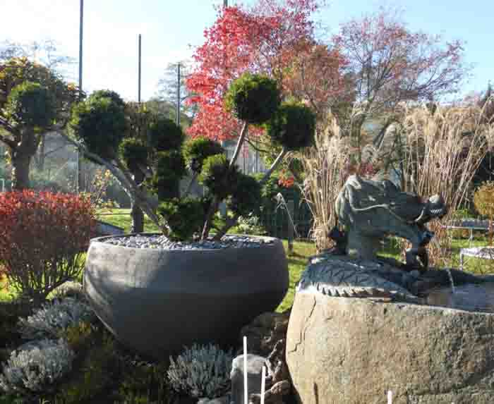 Taxus cuspidata Multibol - Der Eiben Ponpon-Bonsai wirkt wie ein Feuerwerk! Perfekt gestylt im Ateliervierkant O120