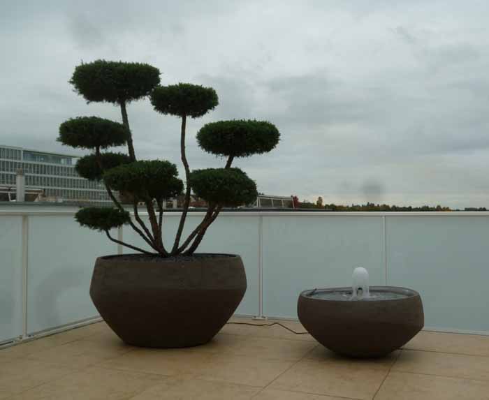 Juniperus media hetzii Bonsai - Eine Augenweide im Ateliervierkant Gefäss O120