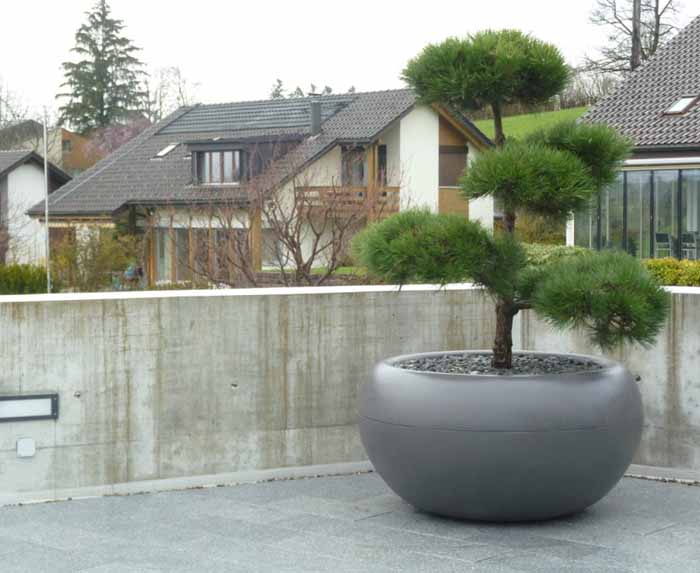 Pinus sylvestris Bonsai - Grosszügiger Föhren Bonsai im Eternit Aladin 138cm