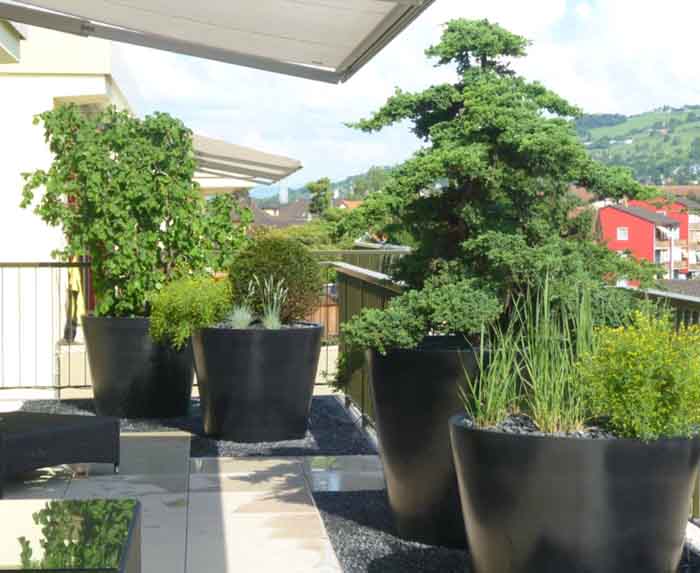 Integriert - Der Wacholder Bonsai bildet den Mittelpunkt der Terrasse mit Pottery Pots