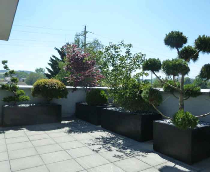 Pinus brebo Ponpon Bonsai - Der lustige in der gemischten Terrasse