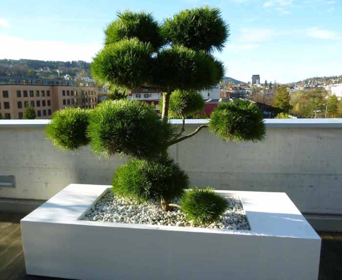 Föhren Ponpon - Eine feine Sache im weissen Pottery Jumbo Seating, Pinus brebo Ponpon Bonsai