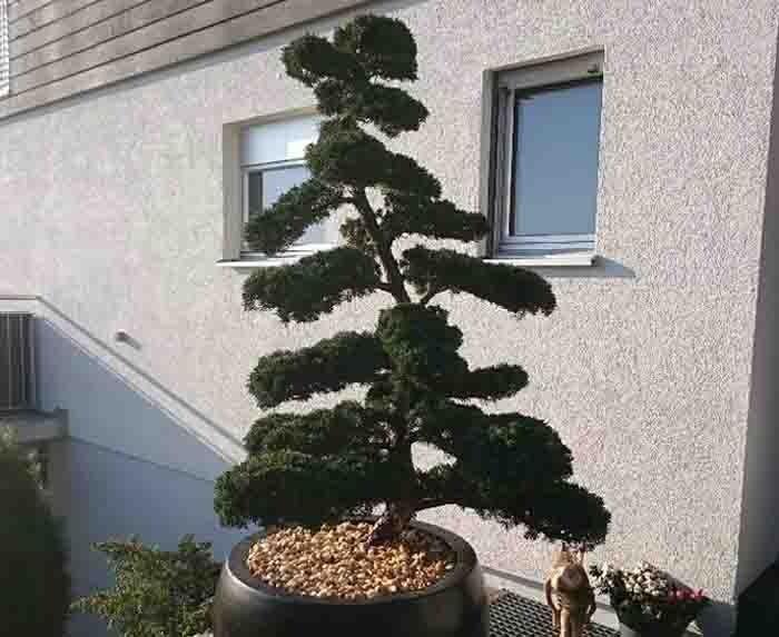 Juniperus chinensis - Der Japanischer Wacholder elegant in der Alu Baumschale