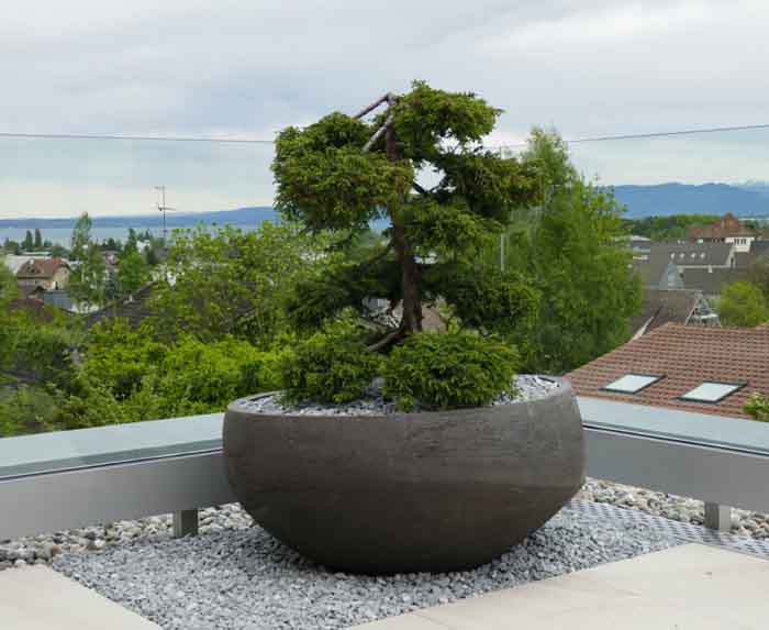 Klein aber fein -Der Juniperus communis Green Carpet lässt die Aussicht frei