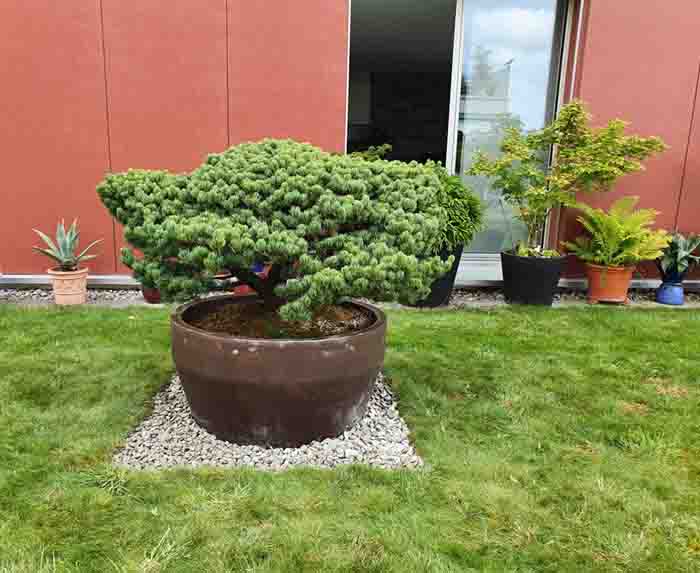 Pinus pentaphylla - Eine echte Mädchenkiefer aus Japan
