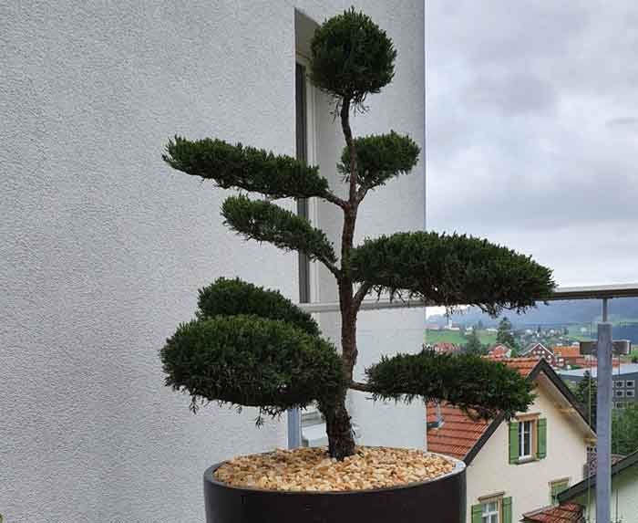 Wacholder Bonsai - Eignen sich für sonnige, trockene Standorte