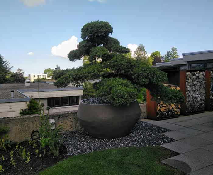 Wacholder Bonsai - Kann man nie genug sehen!