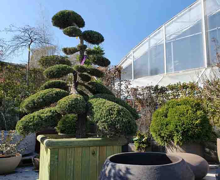 Juniperus chinensis Bonsai - Echter Wacholder Bonsai