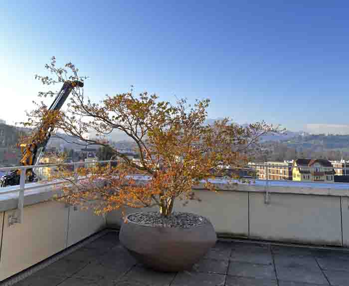 Ahorn im Atelier Vierkant - Auch im Frühling zeigt sich der Ahorn von seiner besten Seite
