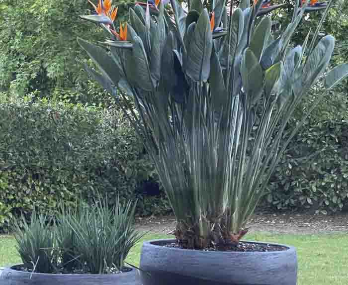 Exquisit - Präsentiert sich die Strelitzia reginae in ihrem Atelier Vierkant Topf