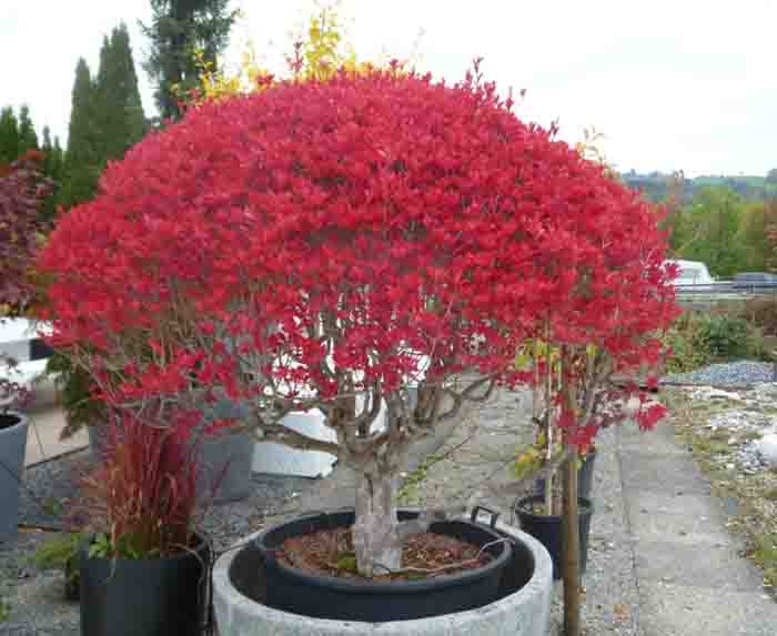 Leuchtende Wucht - Die Enkianthus perulatus begeistern mit ihrer knallroten Herbstfärbung –super
