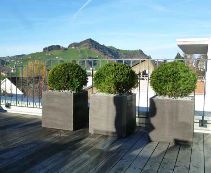 Kugel Gruppe - Die Taxus Kugeln in Ateliervierkant Würfeln, mal anders wie Bux