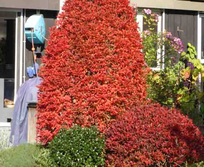 Goldiger Herbst - Enkianthus Säule und Kugel im goldigen Herbst