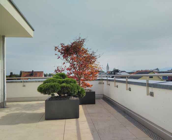 Zoom Effekt - Der flache Pinus mugo Bonsai herangezogen verkürzt die lange Terrasse
