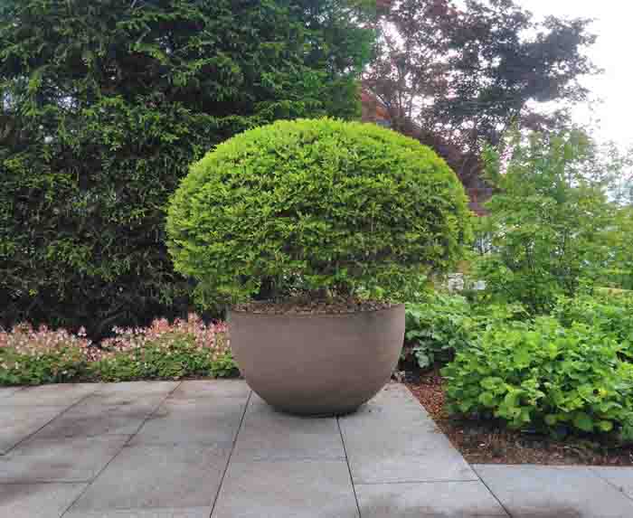 Enkianthus Kugel - Formvollendet ein echtes Prachtstück im Garten