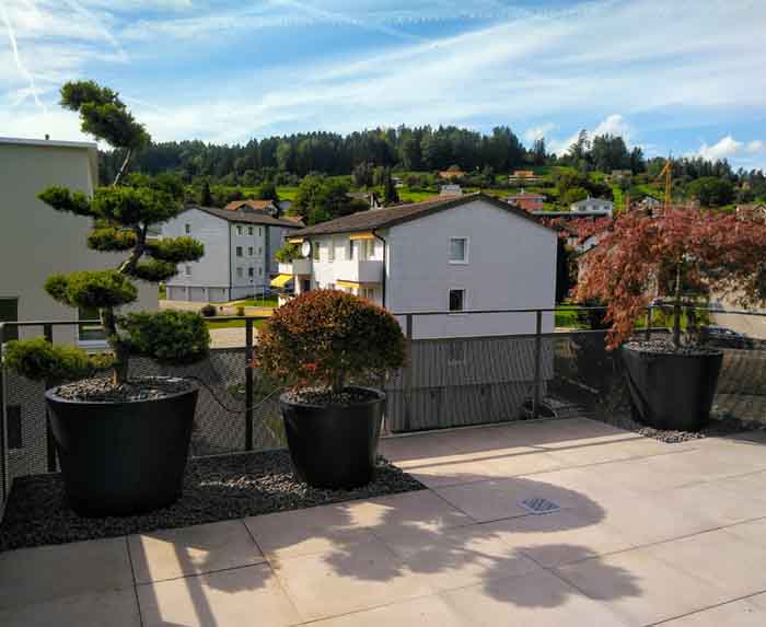 Im Kiesbeet - Acer, Enkianthus und Bonsai im Kiesbeet