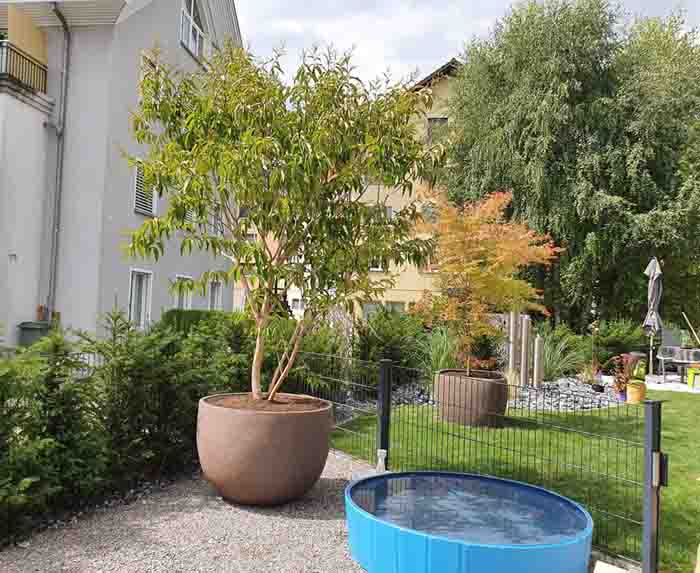 Zwei Solitär - Heptacodium und Acer in Ateliervierkant
