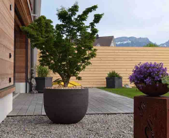 Acer shishigashira - Schön präsentiert sich der Löwenkopfahorn im ateliervierkant U70