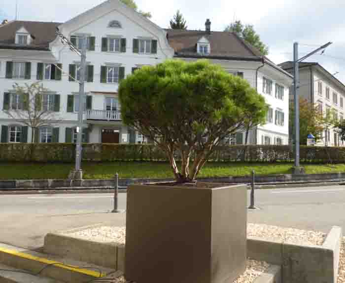 Toscanastyle in Teufen - Die aufgeschnittene Pinie präsentiert auch bei uns gut