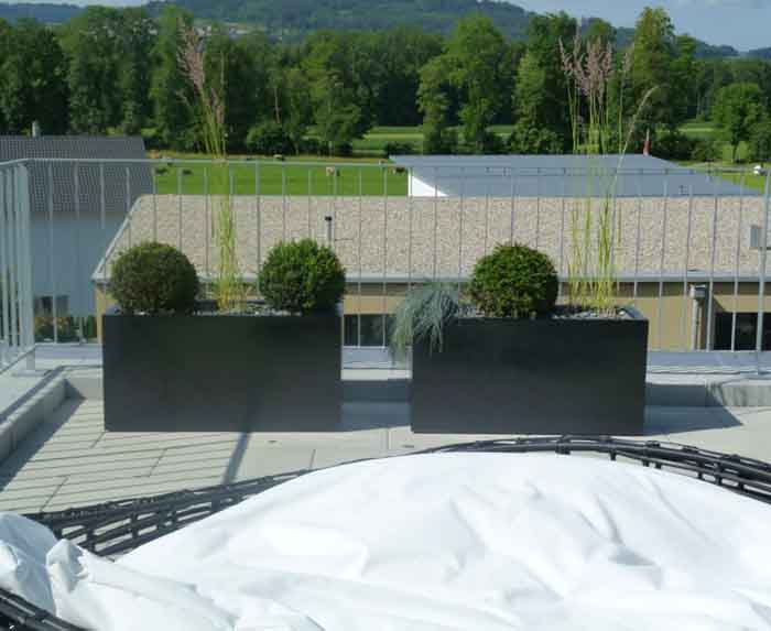 Taxus Kugel - Eiben Kugel mit Gräser in Fiberstone Pottery Gefässen