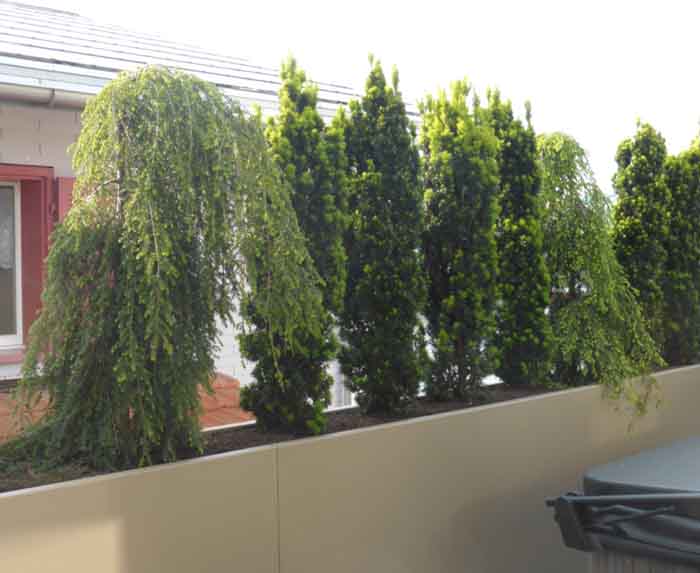 Als Brüstung - Die Aluminium Gefässe wurden als Brüstung und Absturzsicherung im Bau der Terrasse integriert