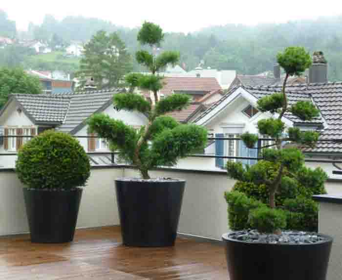 Gestylt - Unkompliziert und pflegeleicht; Fiberstone Pottery Pots mit Wacholder-, Eibenbonsai und –Kugeln