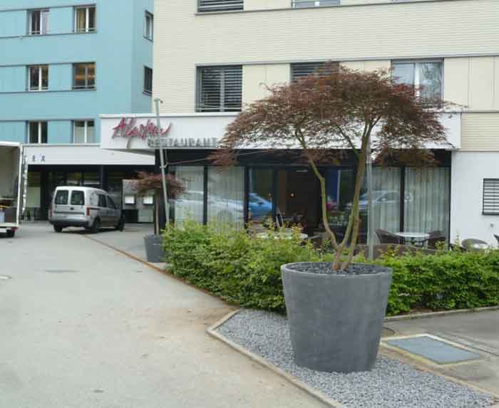 Herzlich Willkommen - Der riesige Pottery Pot mit mehrstämmigem Acer palmatum Dissectum lädt ein ins Gartenrestaurant