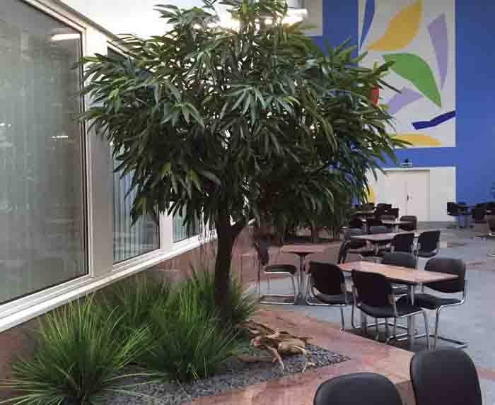 Ficus longifolia Stamm - Künstliche Bäume werden bis 6m Höhe angeboten