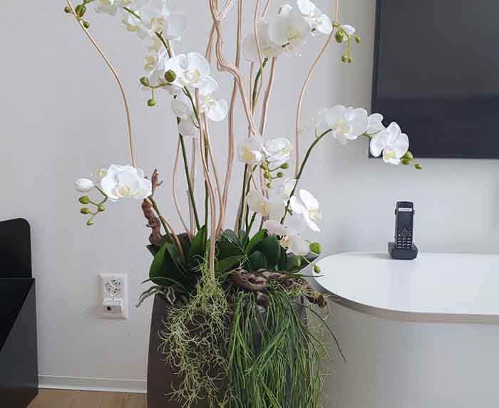 Nephro am See Dialyse Horgen - Eine Orchidee fürs Leben!