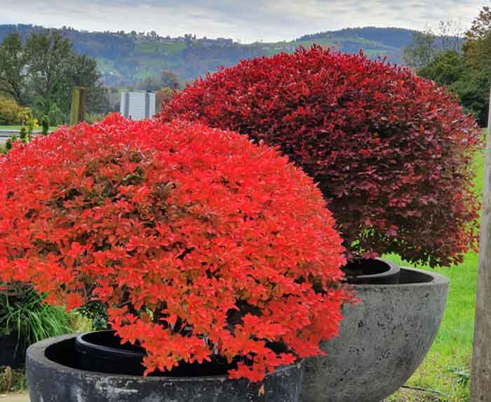 Feuer und Flamme - Spektakuläre Farben des Enkianthus perulatus (Maiglöcklibaum)