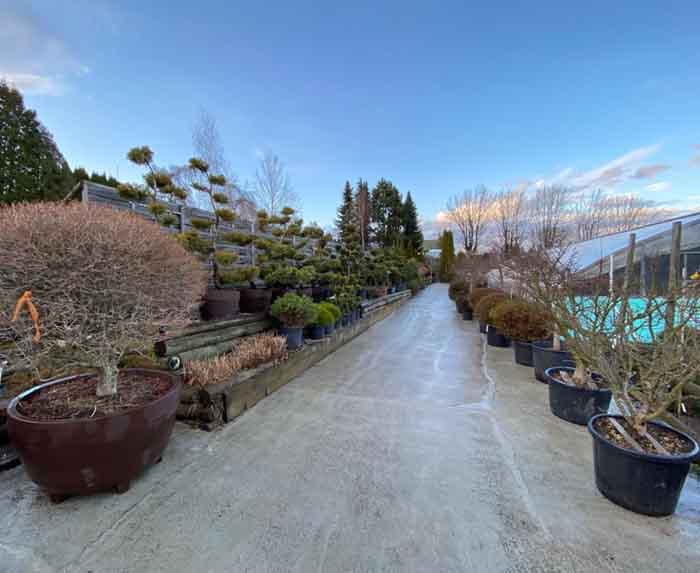 Outdoorpflanzen - Enkianthus, Bonsai und vieles mehr!